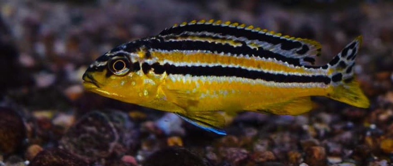 Melanochromis auratus 'Nakantenga Island'